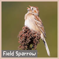 Field Sparrow